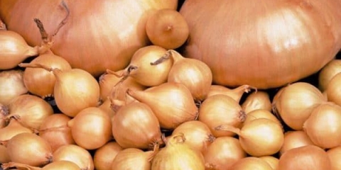 Kako pohraniti luk prije sadnje: temperatura, vrijeme, priprema